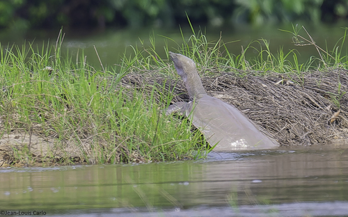 African Softshell Turtle