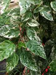 Hibiscus rosa-sinensis