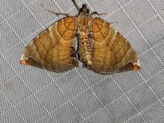 Eulithis molliculata