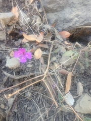 Clarkia bottae
