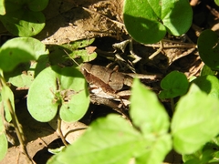 Huastecacris truncatipennis