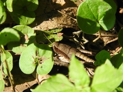 Huastecacris truncatipennis