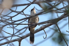 Thamnornis chloropetoides