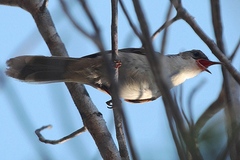 Thamnornis chloropetoides