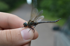 Somatochlora kennedyi