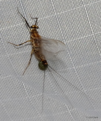 Ephemerellidae