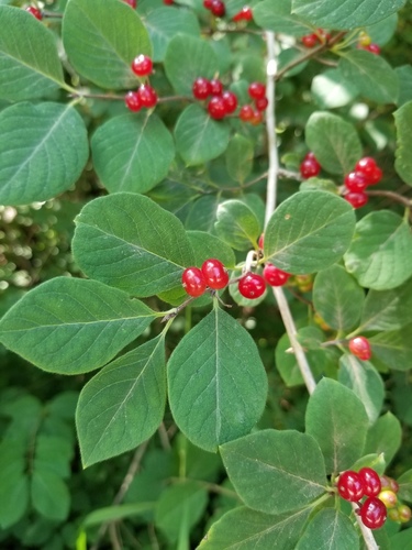 Paprastasis sausmedis nuotrauka