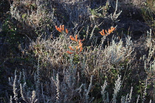 Tylecodon grandiflorus