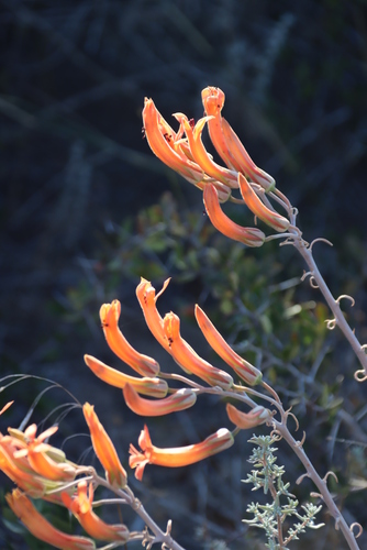 Tylecodon grandiflorus