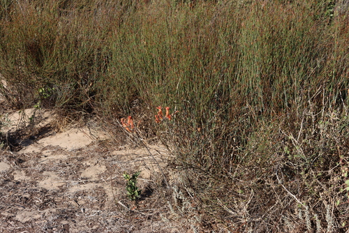 Tylecodon grandiflorus
