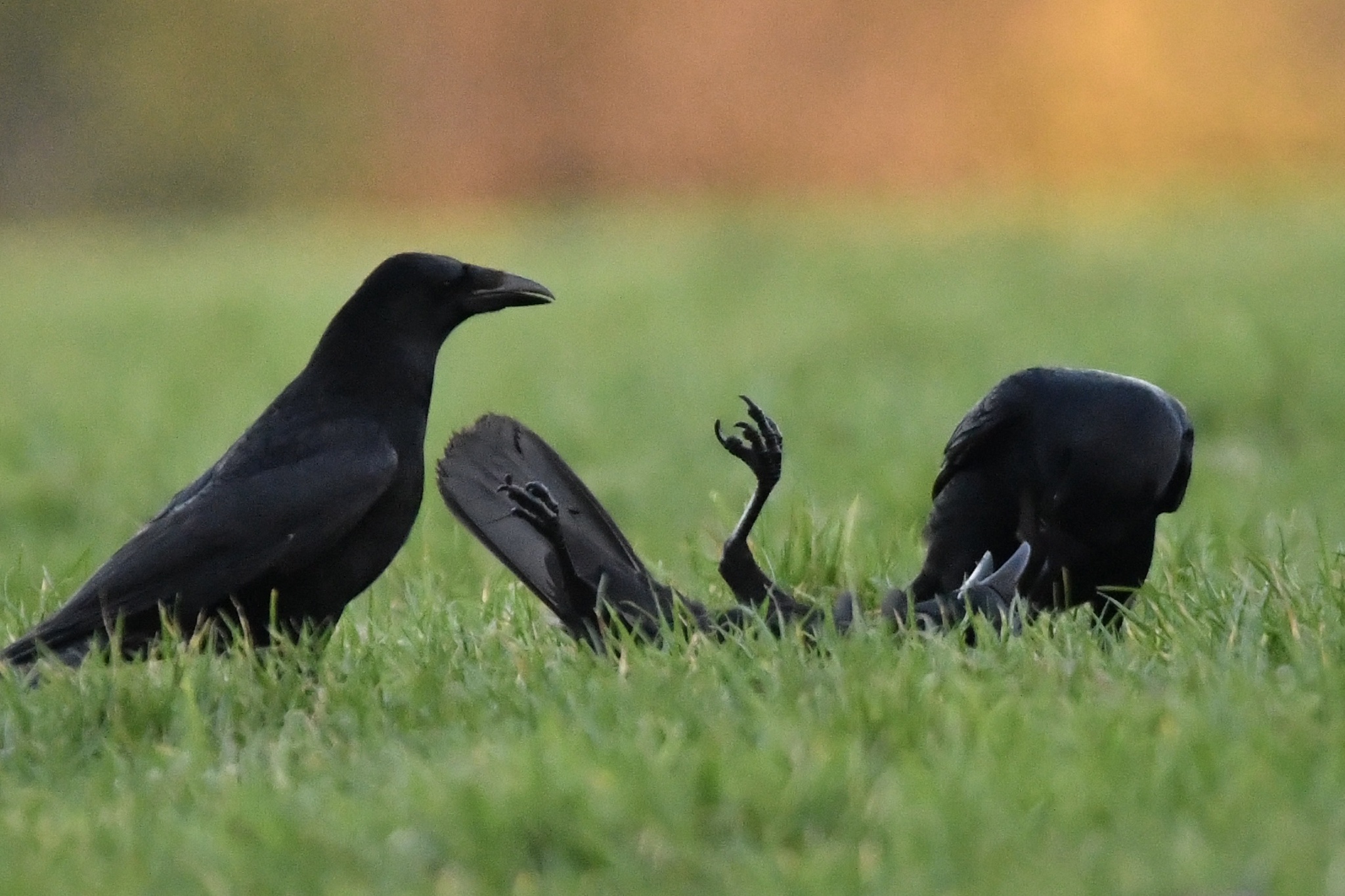 Carrion Crow (Corvus corone)