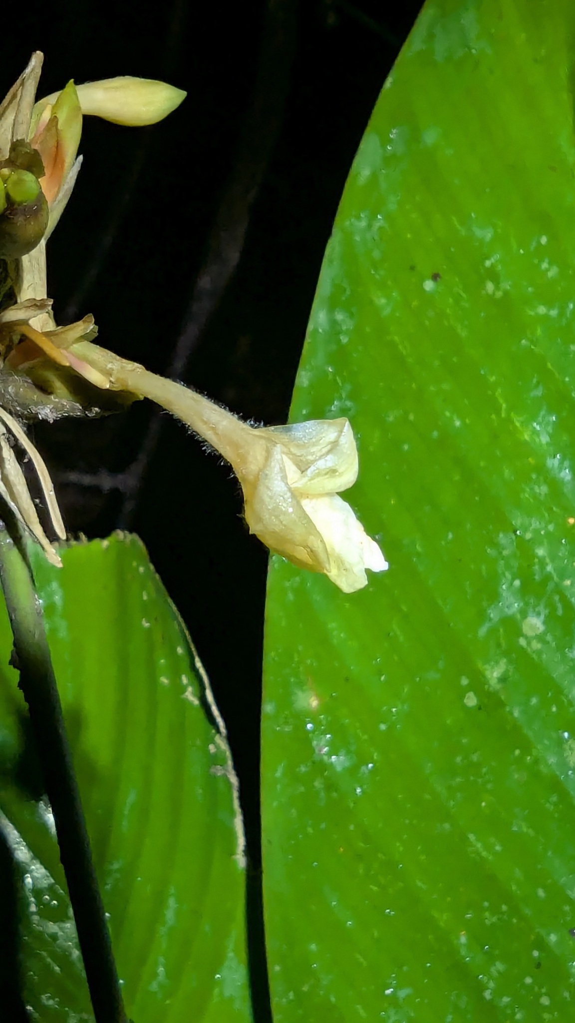 Imagem de Maranta-zebrina