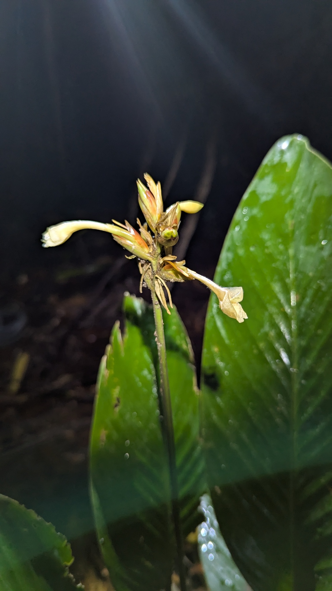 Imagem de Maranta-zebrina
