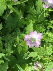 Geranium versicolor