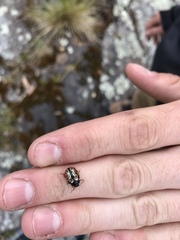 Calligrapha confluens