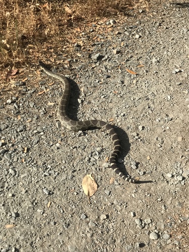 iNaturalist observation photo of Northern Pacific Rattlesnake