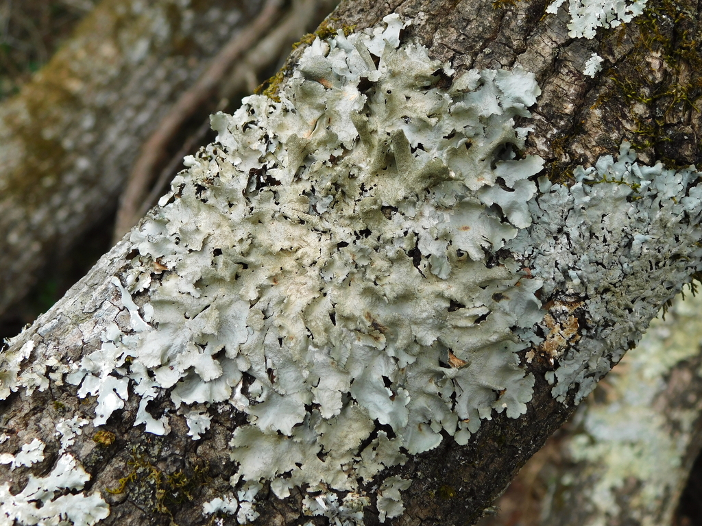 Parmotrema subtinctorium