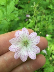 Geranium versicolor
