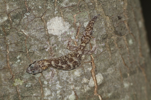 Euleptes europaea