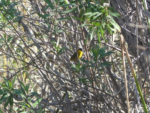 iNaturalist observation photo of Common Yellowthroat
