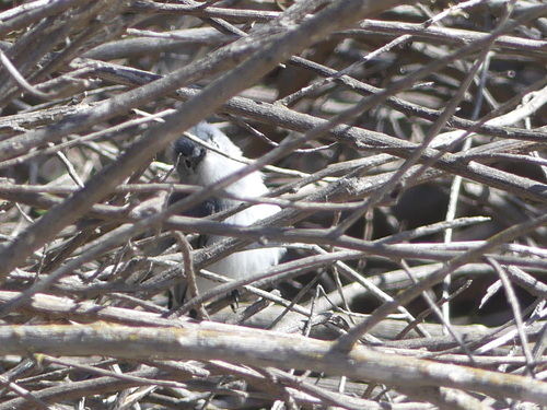 iNaturalist observation photo of Blue-gray Gnatcatcher