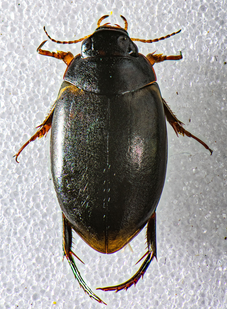 Agabus erythropterus