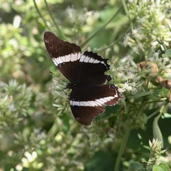 Siproeta epaphus trayja