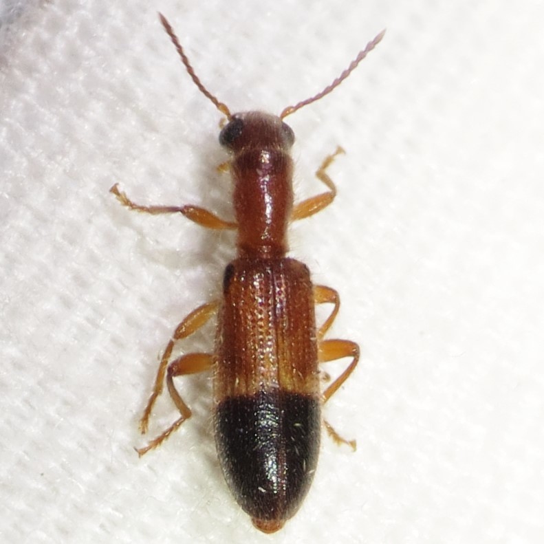 Cymatodera xavierae