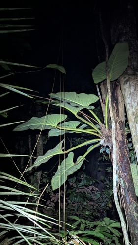 Foto de Pacová
