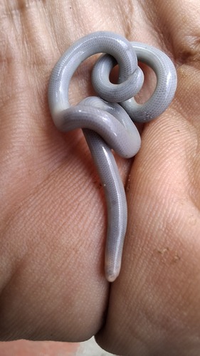 Cope's Blind Snake