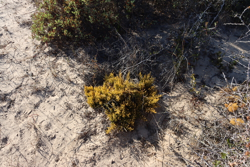 Image of Thesium spinosum by (c) Tony Rebelo, some rights reserved (CC BY-SA)