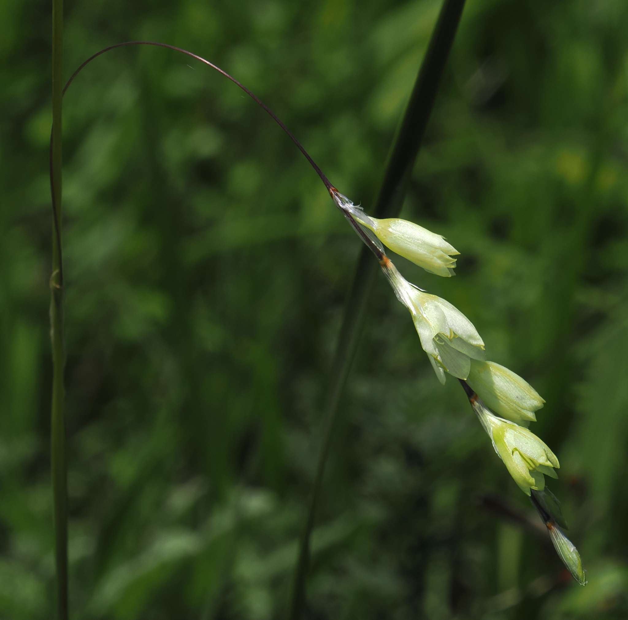 Ivory Hairbell (Dierama argyreum)