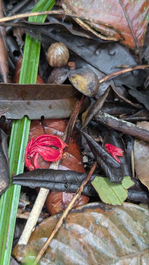 Foto de Ucuuba