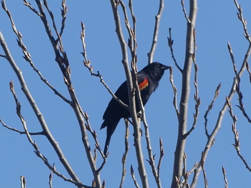 iNaturalist observation photo of Red-winged Blackbird