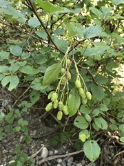Alnus incana tenuifolia