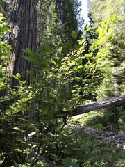 Alnus incana tenuifolia