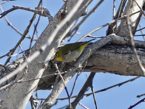 iNaturalist observation photo of Swinhoe's White-eye