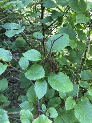 Alnus incana tenuifolia