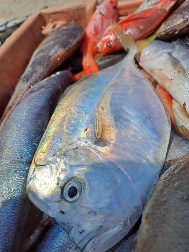 Pacific Moonfish