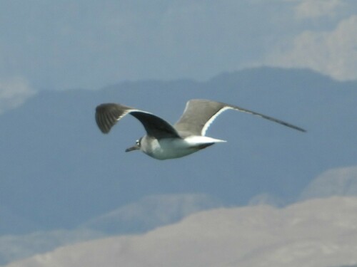 White-eyed Gull｜白眼鸥 参考照片