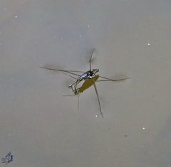 Limnogonus aduncus