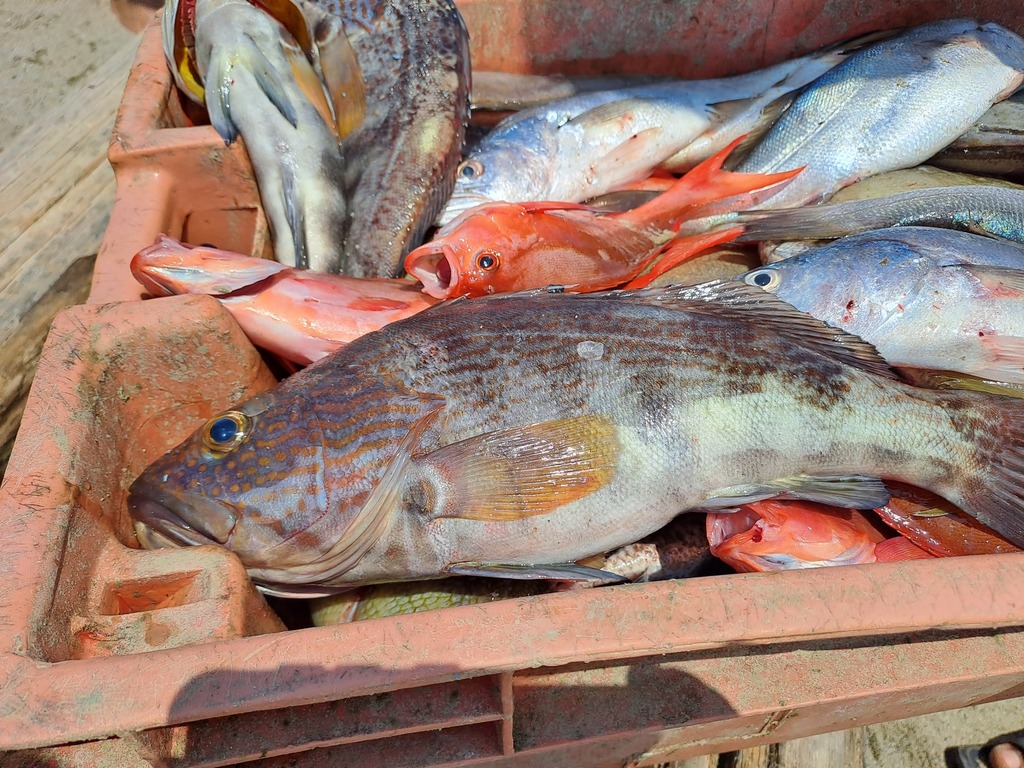 Sea bass