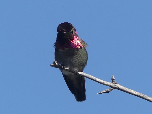 iNaturalist observation photo of Anna's Hummingbird