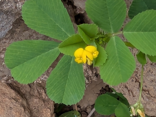 Medicago polymorpha
