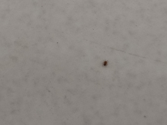 Araneae