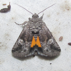 Copanarta aurea