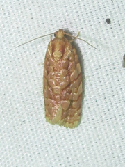 Choristoneura houstonana