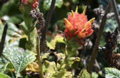 Castilleja wightii