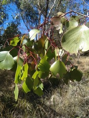 Eucalyptus populnea