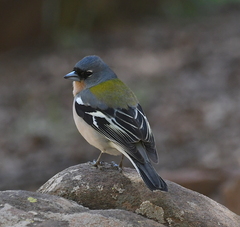 African Chaffinch photo 2